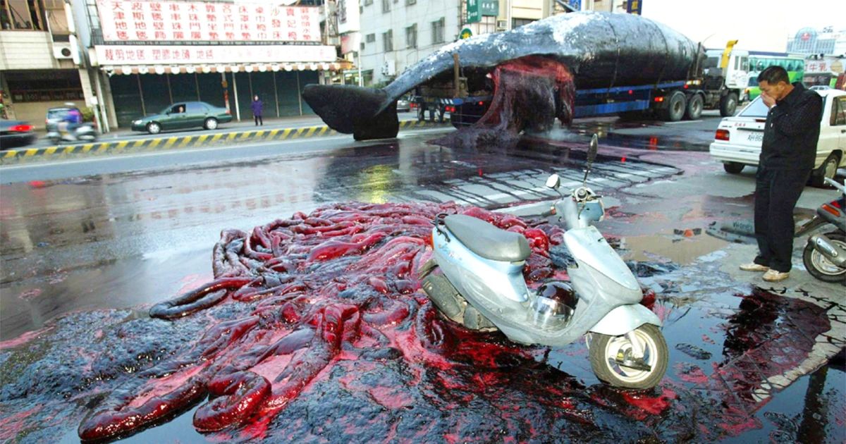 A Dead Whale Explodes
