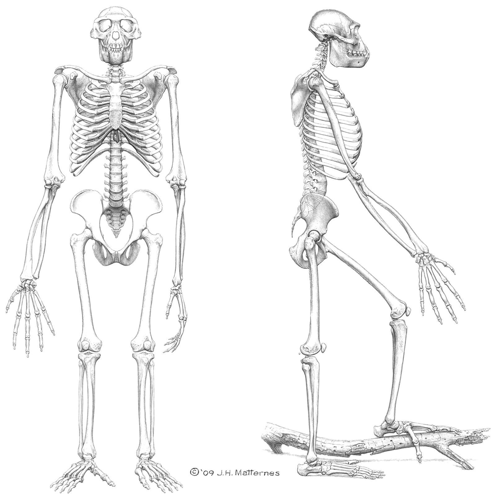 Our Oldest Ancestor