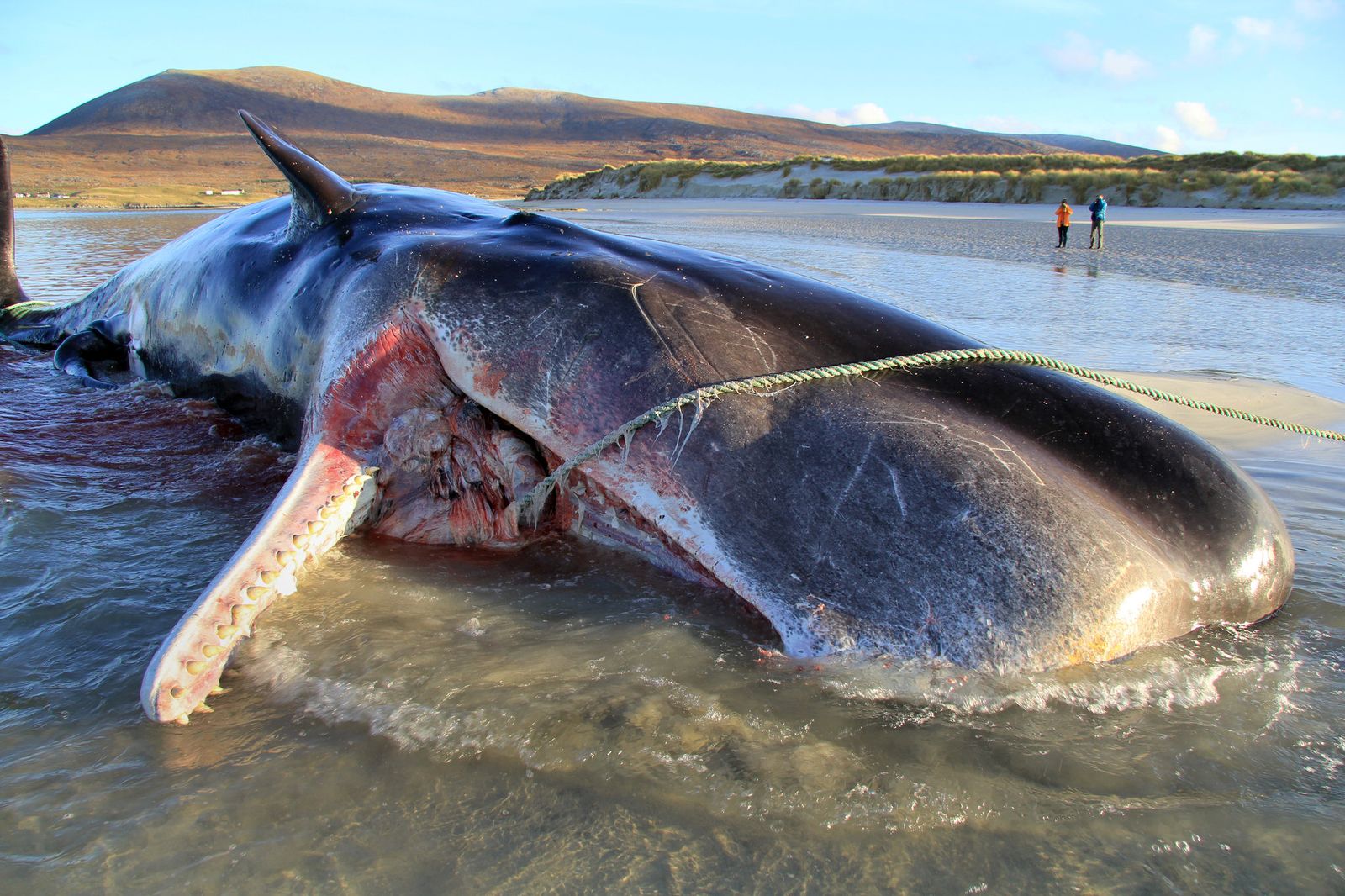 1 Whale, 88 Pounds Of Plastic