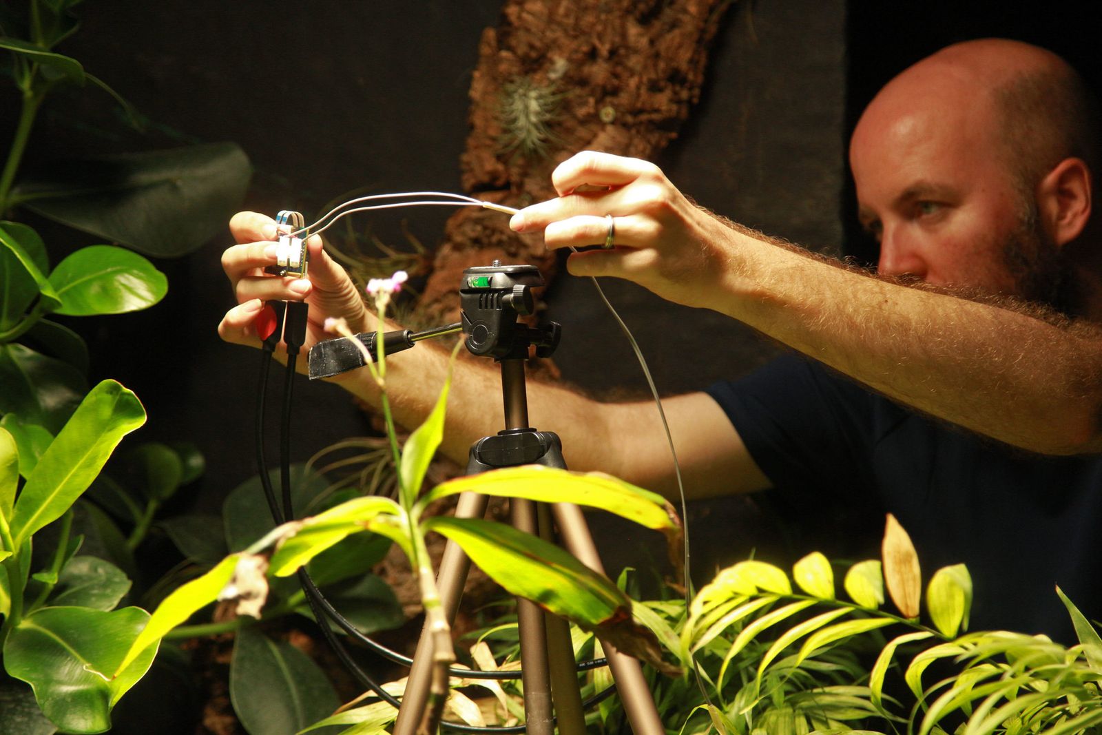 Plants Can Now Take Selfies