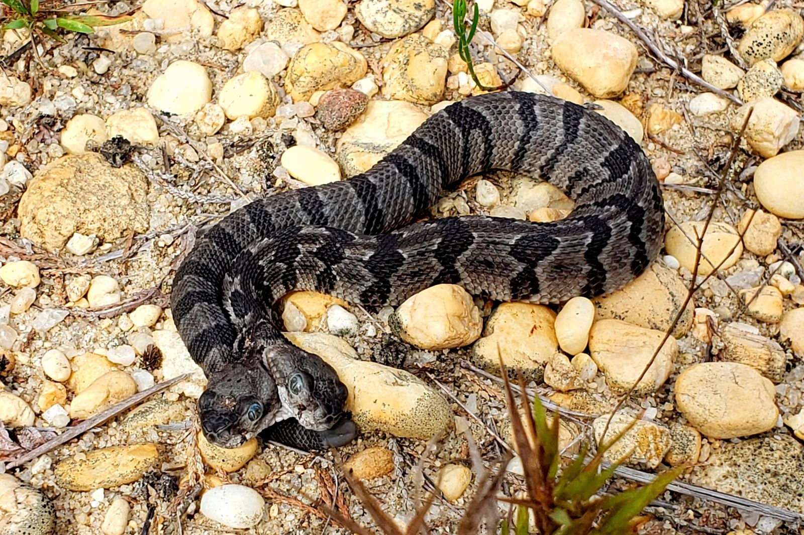 Two-Headed Snake