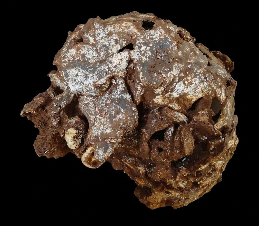 Oldest Human Burial Found In Africa
